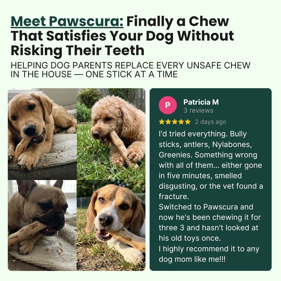 Coffee Wood Chew